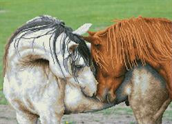 Courtship Horses